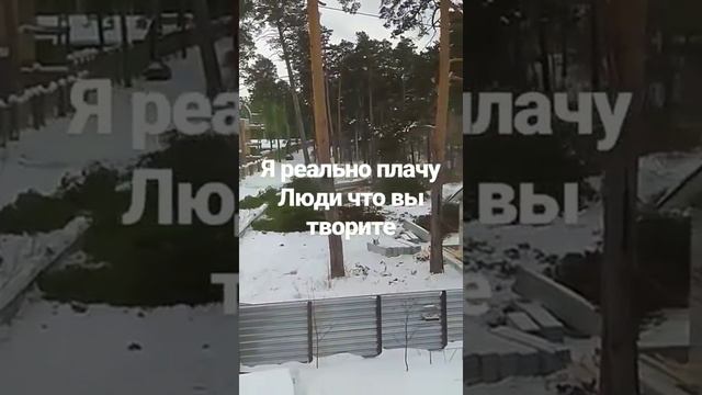 Рубят сосны в Ясной поляне Бердска смотреть онлайн