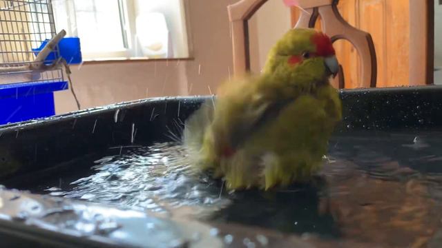 Какарик купается смотреть онлайн