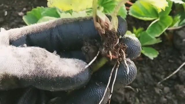 Поздняя посадка отводков (усов) клубники в сентябре смотреть онлайн