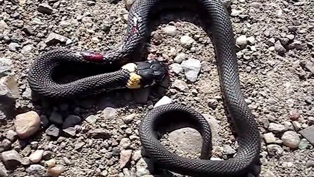 маленький ужик смотреть онлайн