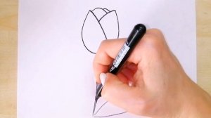 как нарисовать тюльпан легко