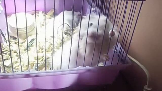 Сижу за решеткой в темнице сырой.... смотреть онлайн
