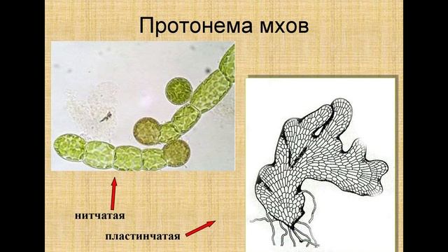 Моховидные (общая характеристика)