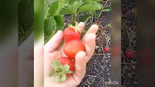 Клеопатра ремонтантная клубника новинка 2019г .НЕ ОПРАВДАЛА ОЖИДАНИЙ И ЗАТРАТ:( смотреть онлайн