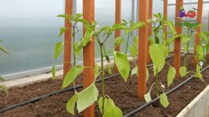 Реанимация перца после холодов