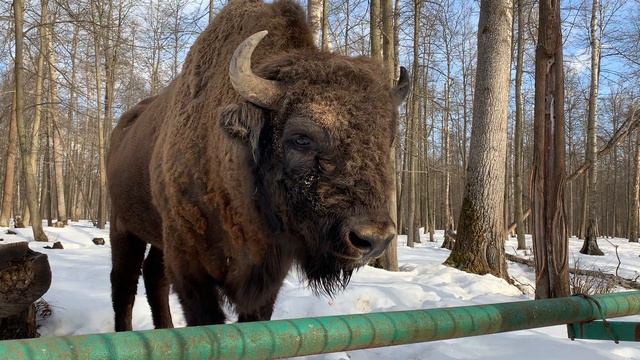 Зубр смотреть онлайн