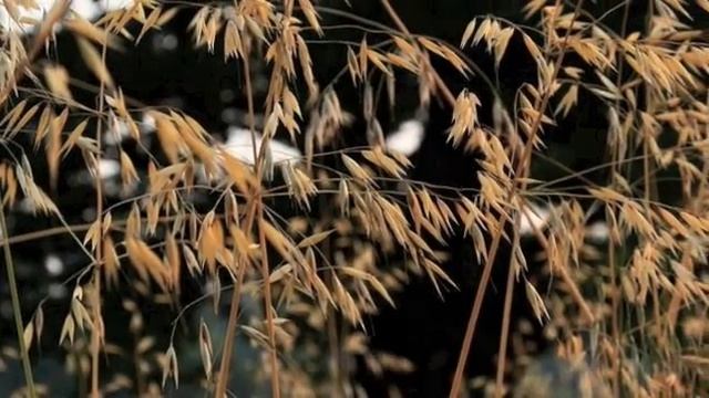 Валерий Дайнеко. Осень