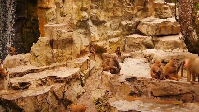 Monkey Facts for Kids | Interesting Educational Video about Monkeys for Children | Fun Facts смотреть онлайн