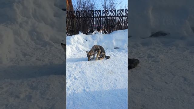 Чехословацкий влчак "на солнышке" смотреть онлайн