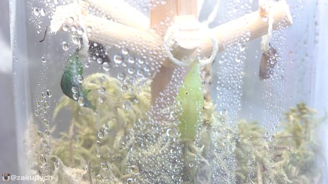 ПЕРВАЯ ФЕРМА БАБОЧЕК с бабочками КАК УХАЖИВАТЬ И КОРМИТЬ смотреть онлайн