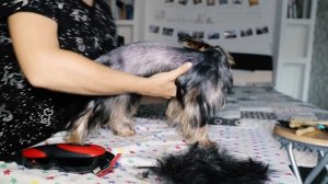 Я это сделала! Стрижка щенка йорка в домашних условиях, как стричь йоркширского терьера девочку дом