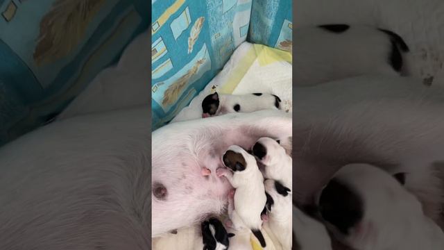 Новорождённые щенки Джек Рассел смотреть онлайн