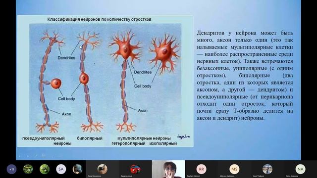 Биология Урок5 Раздрожение Рефлекс смотреть онлайн