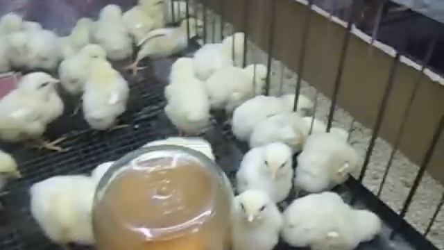 Выращивание бройлеров в домашних условиях часть1. смотреть онлайн