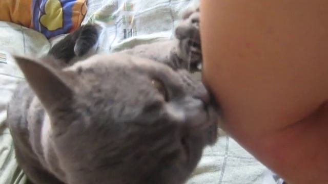 Сердитый кот смотреть онлайн