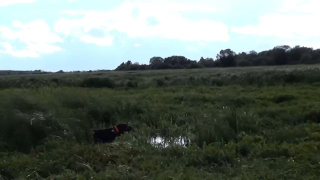 Курцхаар Лада натаскивается по грязевому бекасу. смотреть онлайн