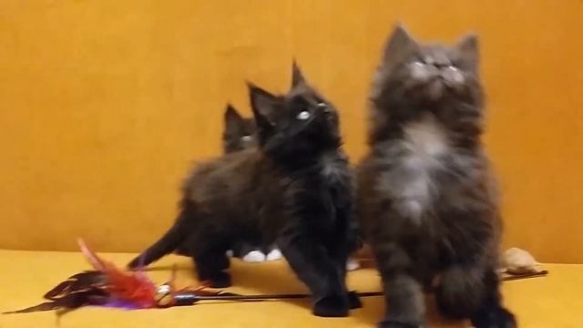 Котята мейн-кун 7 месяцев смотреть онлайн