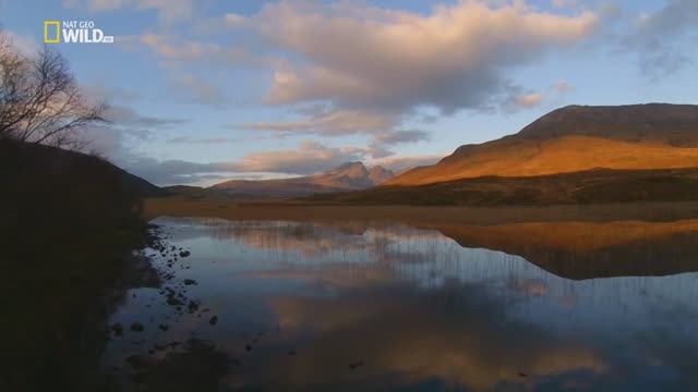 Дикая природа Шотландии Высокогорье. Весна смотреть онлайн