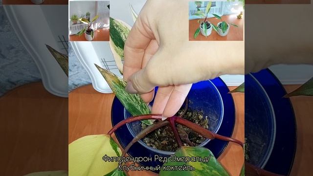 Изменения за пол года? #Филодендрон Ред Эмеральд?Клубничный коктейль? #цветы #растения #shorts смотреть онлайн