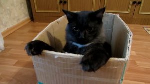 Cat in the box. Funny cat /Кот Малыш  играет в коробке