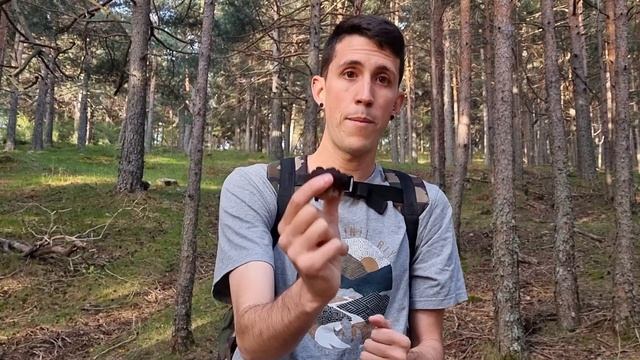 Información Gyromitra смотреть онлайн