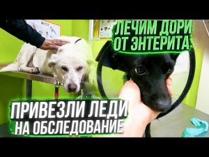 Что у Леди с кашлем? лечим Дори от энтерита, как мои новые подобрыши?