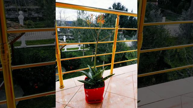 Aloe Maculata in bloom. December смотреть онлайн