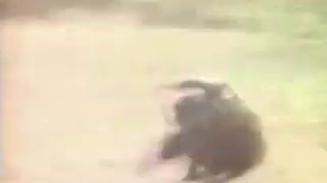 Monkey Hunts Wild Boar - SINA English.flv