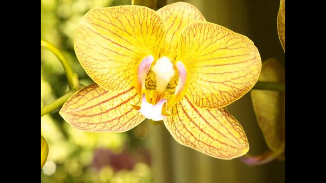 Yellow Orchid time laps смотреть онлайн