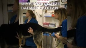 искусственное осеменение собаки