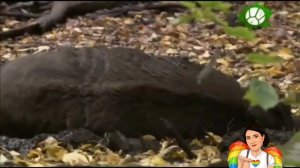 Презентация для детей "Звери леса". /// Presentation for children "Forest animals".