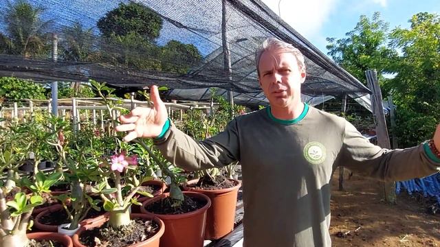 Flores nas ARABICUNS #rosadodeserto смотреть онлайн