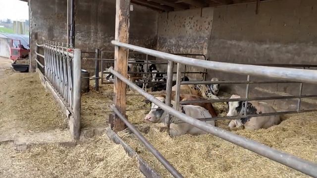 Фермерство в Германии. Новорожденные телята. Косули смотреть онлайн