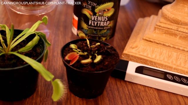 Bought A Venus Flytrap From Wal-Mart, Lowes (Big Box) What Now? Venus Fly Trap Beginner Care Tips! смотреть онлайн