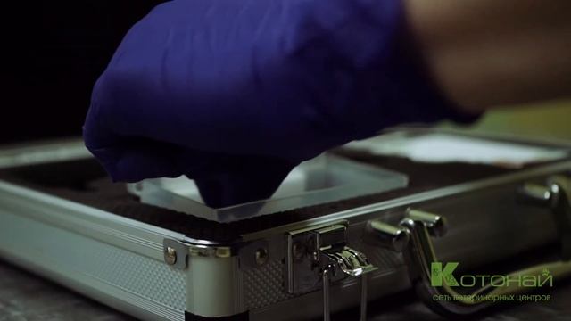 Кто такой ветеринарный хирург офтальмолог