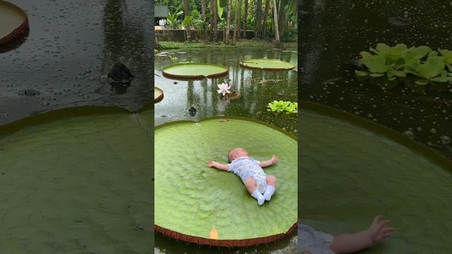 Victoria Regia Amazonas смотреть онлайн