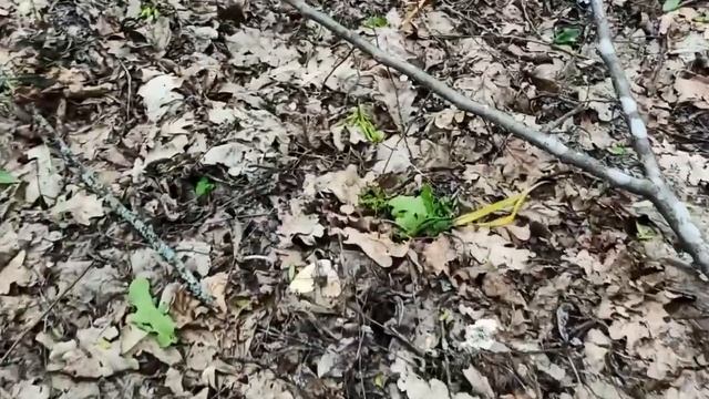 Тихе полювання на Черкащині\ Луговий опеньок, травнева рядовка, готую ГНОЙОВИК СІРИЙ. смотреть онлайн