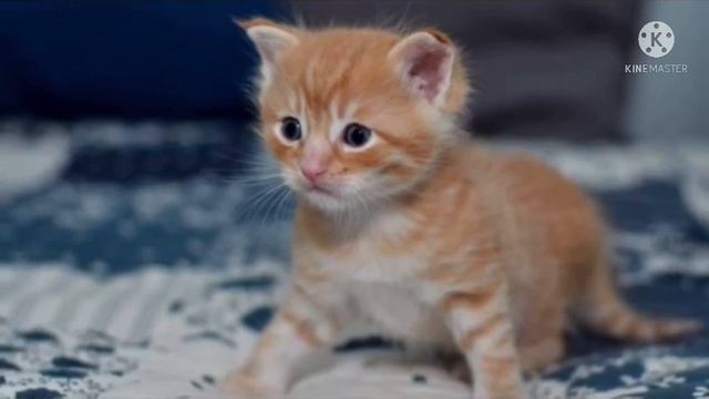 Женщина купила котенка за 200 рублей в переходе, а после узнала, что он стоит целое состояние смотреть онлайн