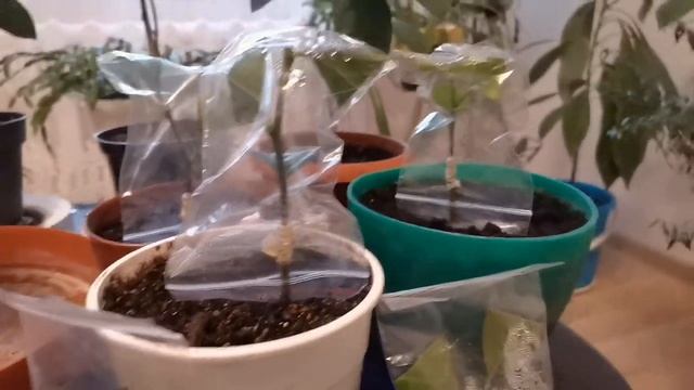 ЦИТРУСЫ УКОРЕНЯТЬ ИЛИ ПРИВИВАТЬ? смотреть онлайн