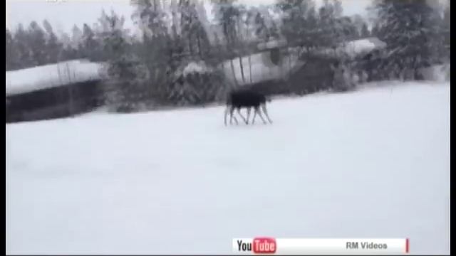На рогах у лося. Сноубордисты чудом спаслись от животного. ВИДЕО смотреть онлайн