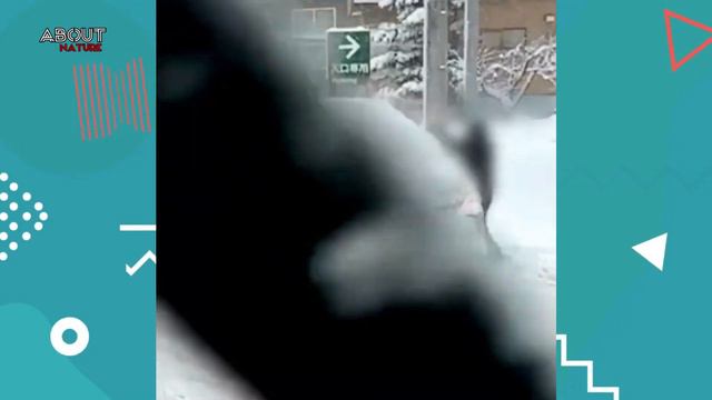 In Japan! Winter Snow Storm Disrupts Traffic in Sekigahara, Gifu смотреть онлайн