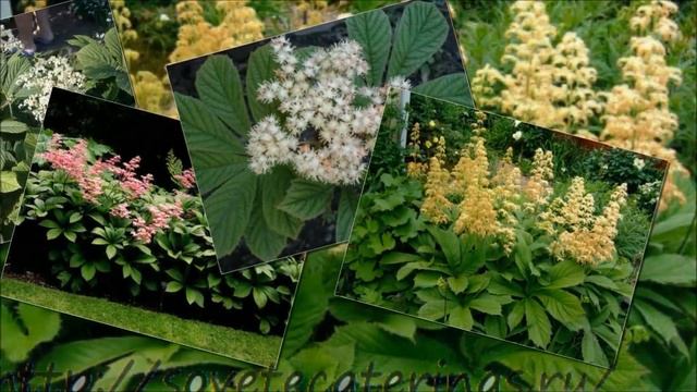 Астильба сочетание с летними цветами при посадке. смотреть онлайн
