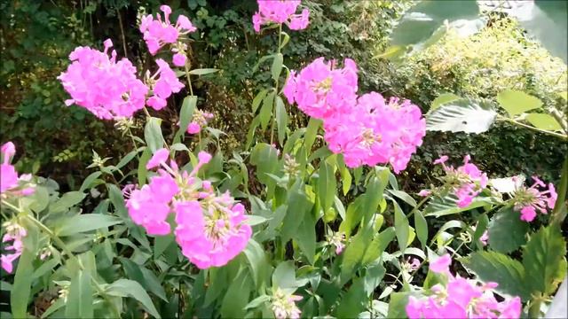 С ФЛОКСАМИ сделал эксперимент смотреть онлайн