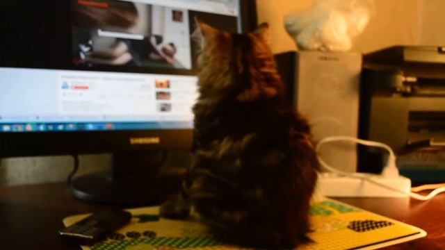 Мои котята-бобтейлята.Глаша смотрит в монитор. смотреть онлайн