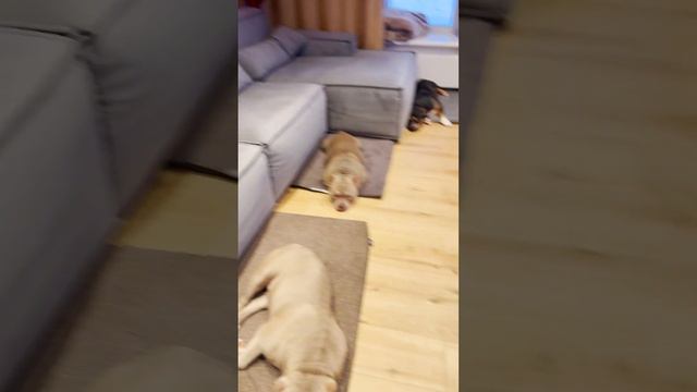 Вот это воспитание!) 13 собак спокойно лежат на своих местах. Смотреть до конца