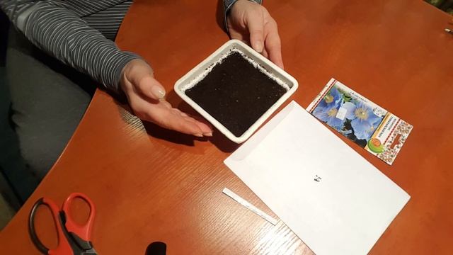 Меконопсис - гималайский мак , голубой мак . Meconopsis .