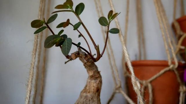 Phyllanthus mirabilis morning timelapse смотреть онлайн