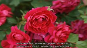 Роза Квадра (Quadra)