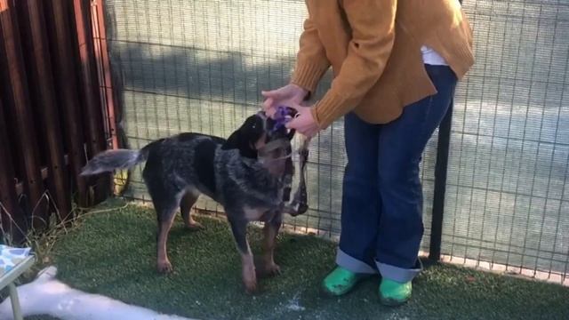 Как приучить собаку к шлейке смотреть онлайн