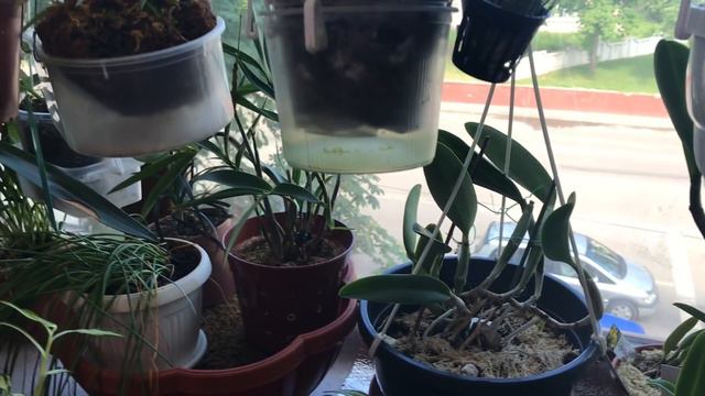 #орхидеи. Спальня мой орхидейный рай.Июнь2021г. смотреть онлайн